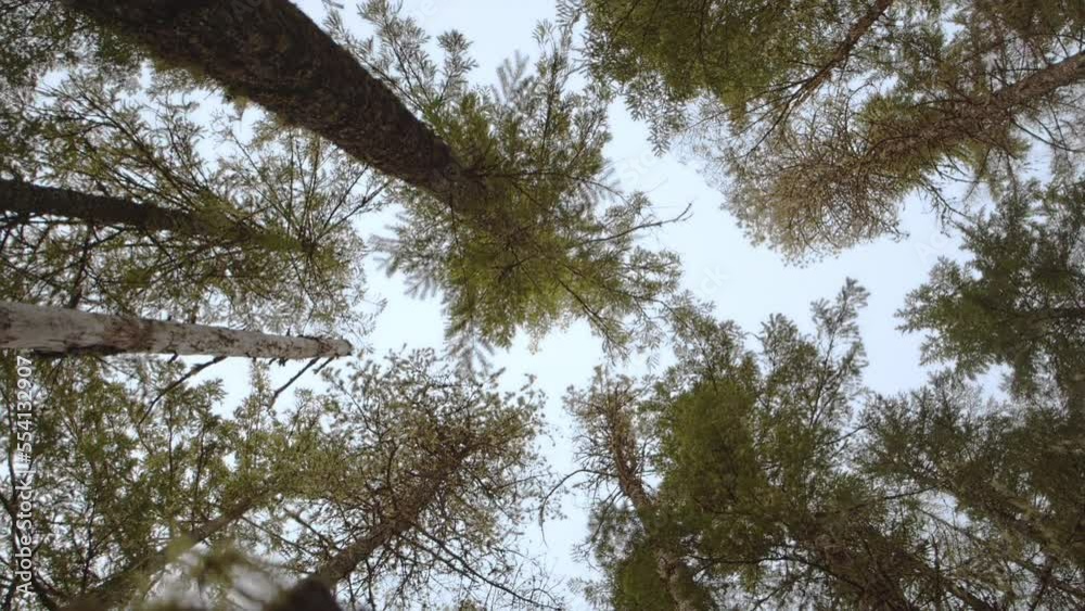 Wide Shot dolly under a branch looking to sky and trees. Wide Shot dolly under a branch looking to sky and trees.