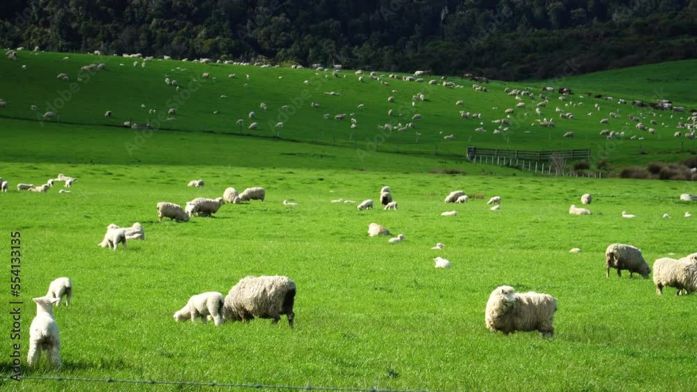 Large herd of lamb, sheep spread out and grazing on grass meadow during summer day Large herd of lamb, sheep spread out and grazing on grass meadow during summer day
