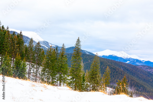 Pines and snowy mountains . Winter mountainous landscape
