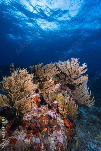 Yellow fish ash reef coral with blue ocean background like barrier coral