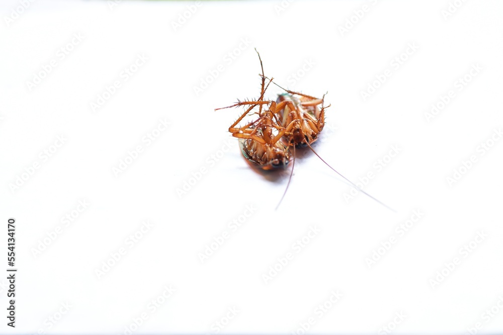 macro dirty cockroach crawling dead isolated on white background with copy space. Long insect antenna from roach head. macro dirty cockroach crawling dead isolated on white background with copy space. Long insect antenna from roach head.