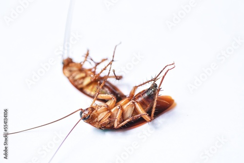 macro dirty cockroach crawling dead isolated on white background with copy space. Long insect antenna from roach head. © Edy