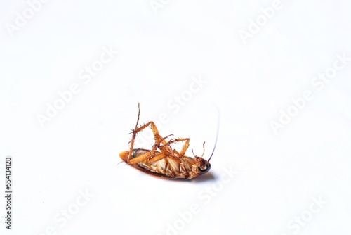 macro dirty cockroach crawling dead isolated on white background with copy space. Long insect antenna from roach head. © Edy