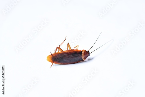 macro dirty cockroach crawling dead isolated on white background with copy space. Long insect antenna from roach head. photo