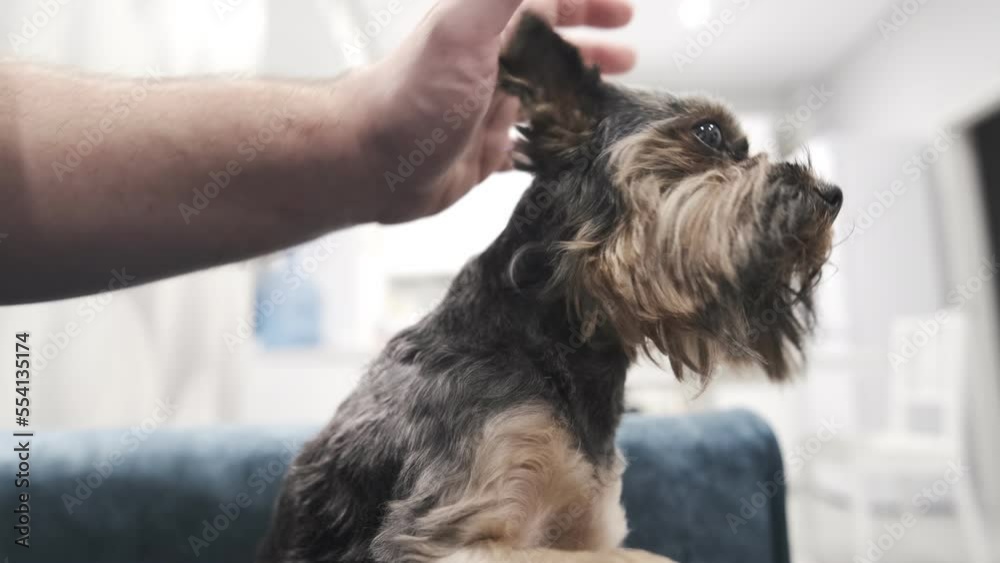 Close-up A cute little Yorkshire terrier sits on a blue sofa. Man's hand petting a dog
Close-up A cute little Yorkshire terrier sits on a blue sofa. Man's hand petting a dog