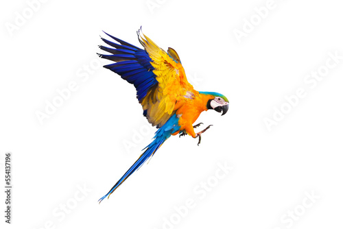 Colorful flying parrot isolated on transparent background. 