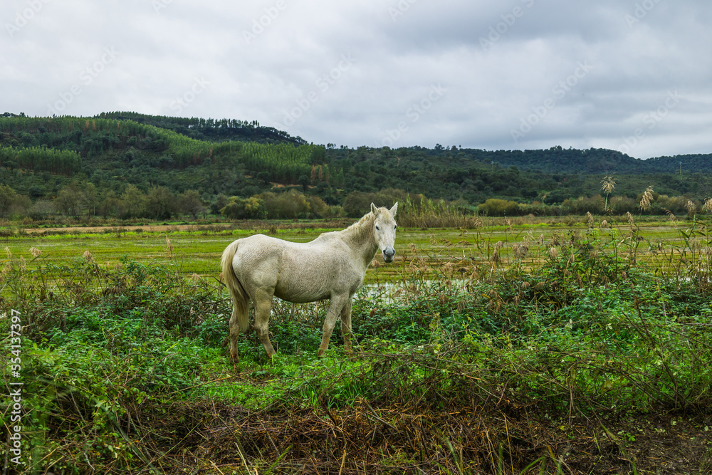 Horses in the flooded rice fields of Ribatejo - Portugal.