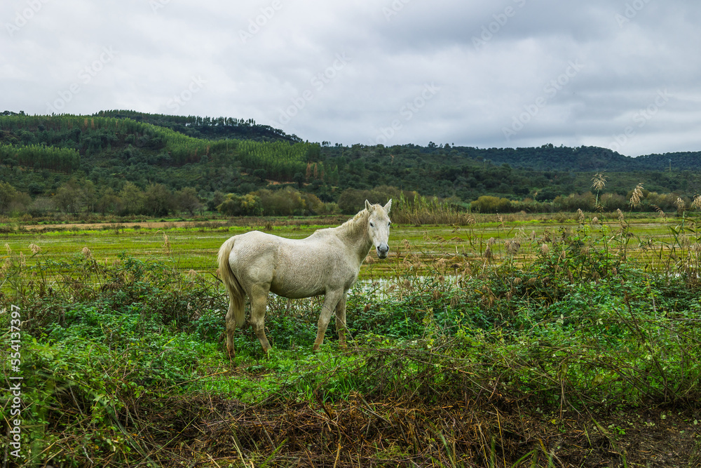 Horses in the flooded rice fields of Ribatejo - Portugal. Horses in the flooded rice fields of Ribatejo - Portugal.
