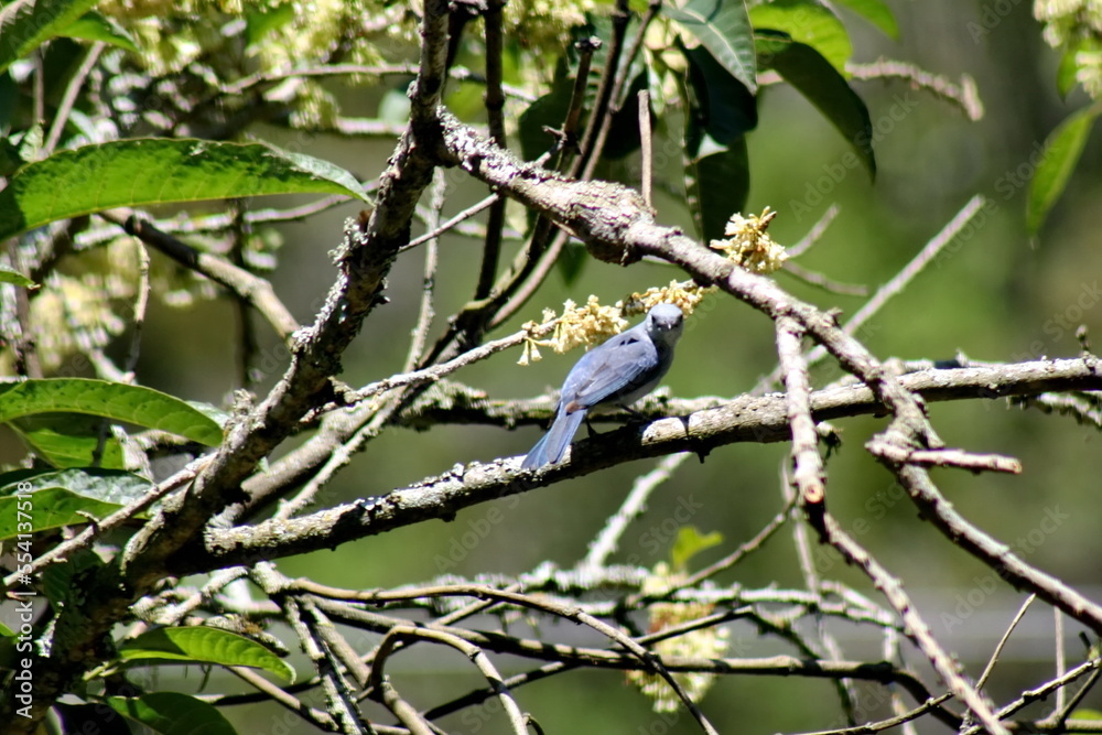 Blue-gray tanager (Thraupis episcopus) perched in a tree in the Intag Valley, outside of Apuela, Ecuador Blue-gray tanager (Thraupis episcopus) perched in a tree in the Intag Valley, outside of Apuela, Ecuador