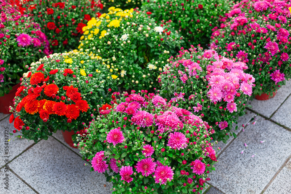 Naklejka premium Outdoor flower shop . Flowers grown in pots for sale