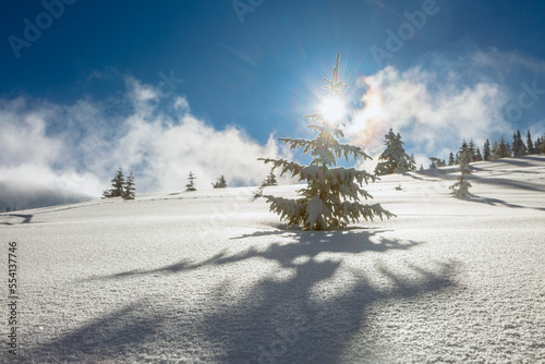 Alps ski resort. Scenic image of snow-covered spruces tree. Frosty day, calm wintry scene. © almostfuture