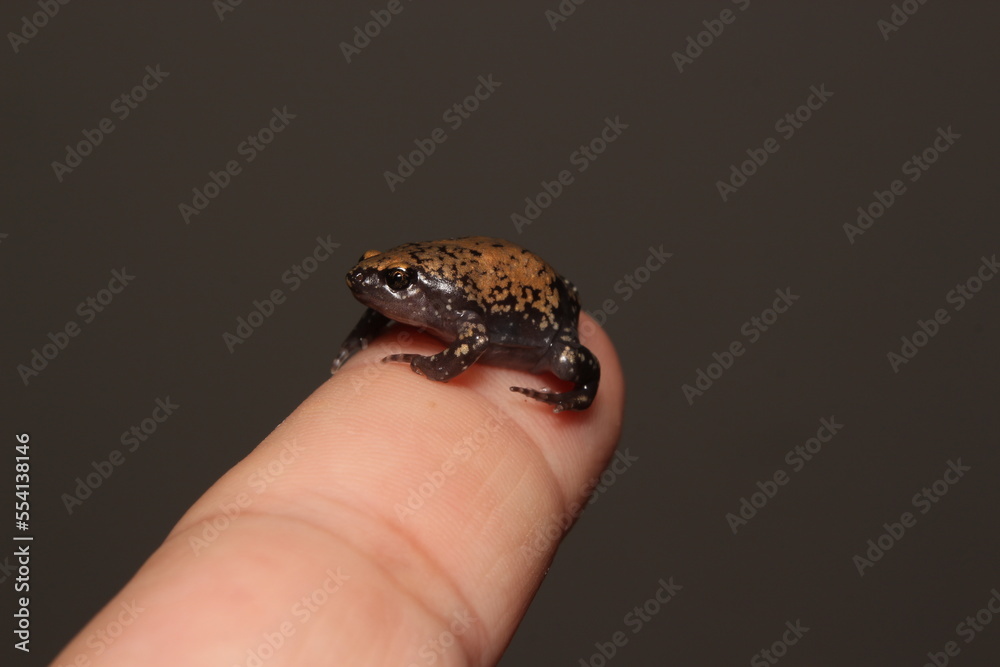 Obraz premium Sapinho no dedo (Dermatonotus muelleri)