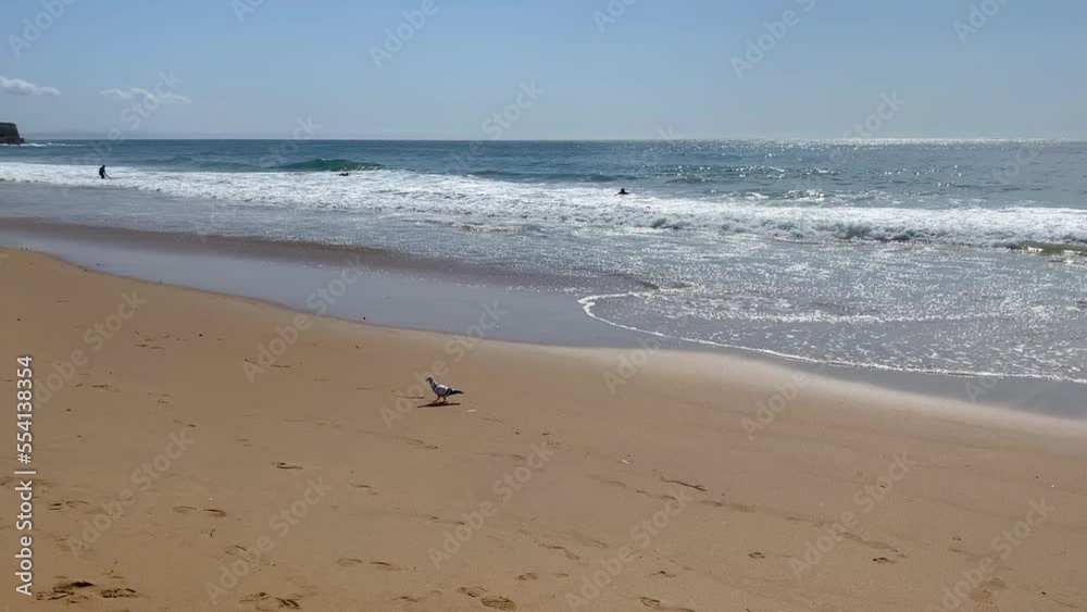 Close up, pigeon on beach with some waves in background. Close up, pigeon on beach with some waves in background.