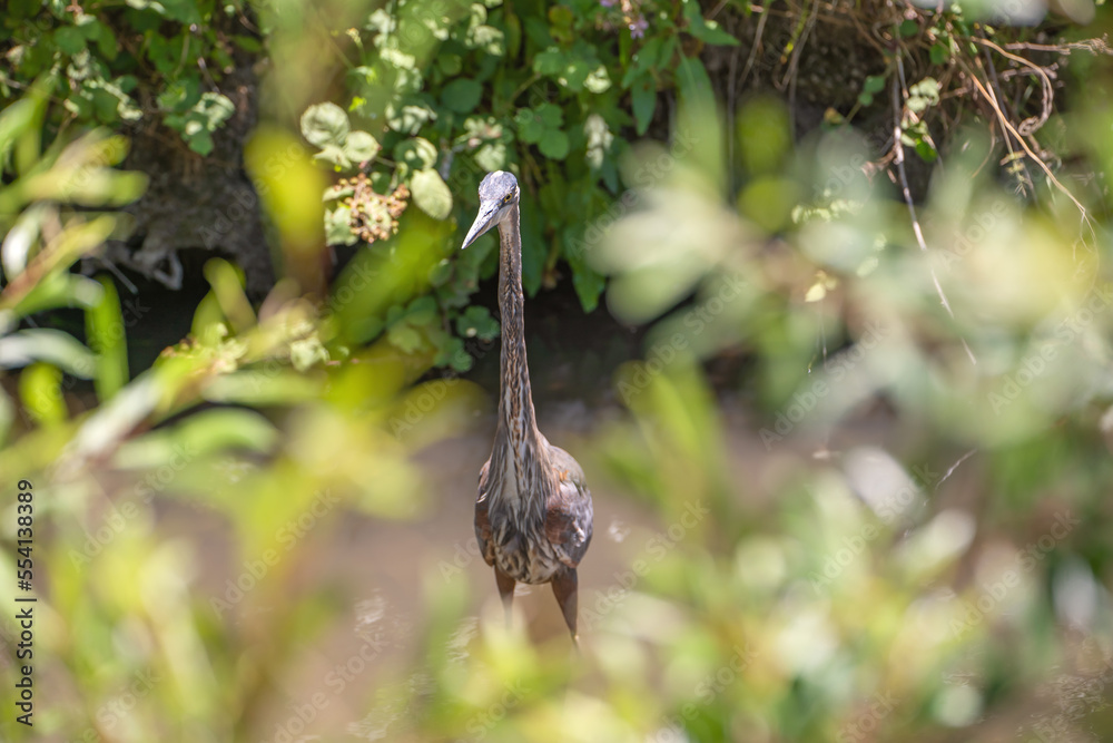 Great blue heron (Ardea cinerea) stands in a swamp.
