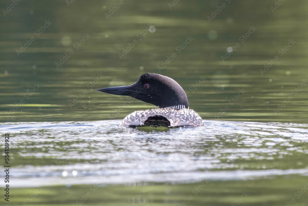 Fototapeta premium Common Loon in Green Water(Gavia immer) skims through a lake in the Northern Minnesota summer. Dark black plumage mixed with white and robust beak for catching fish