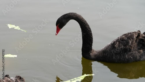 black swan on the water photo