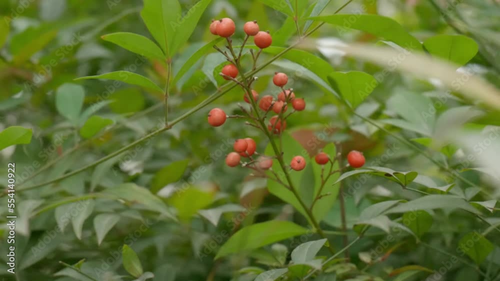 red berries on a branch