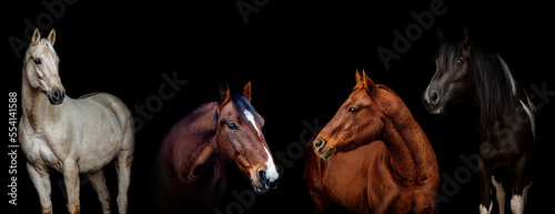 Fotografie Black shot wide screen portrait of different horse breeds on black background
