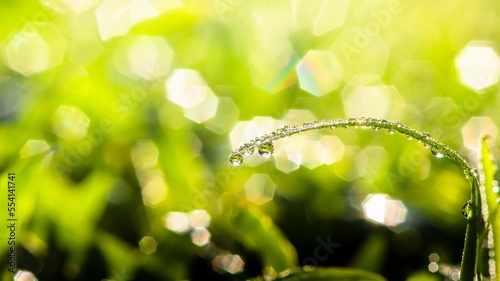 Beautiful morning of dew drops on the green grass, wonderful close-up of nature blurred background in the morning.