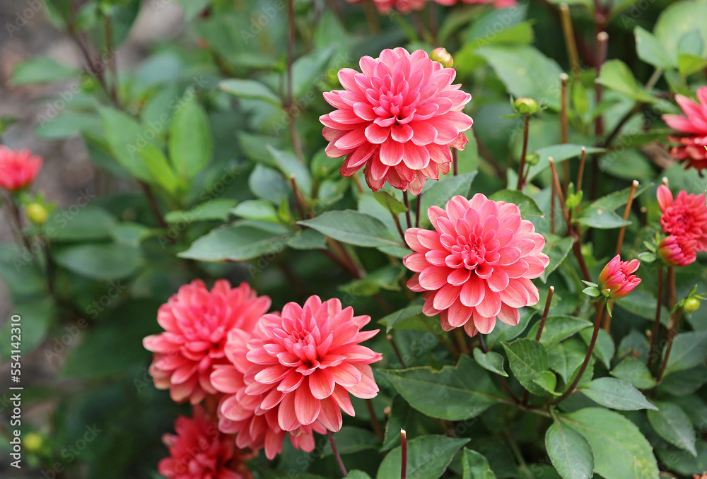 Small red Dahlia flowers