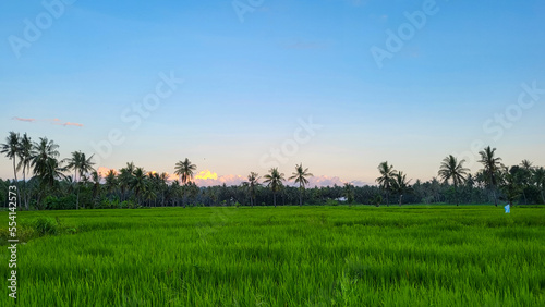 rice field with coconut trees and blue sky in the afternoon