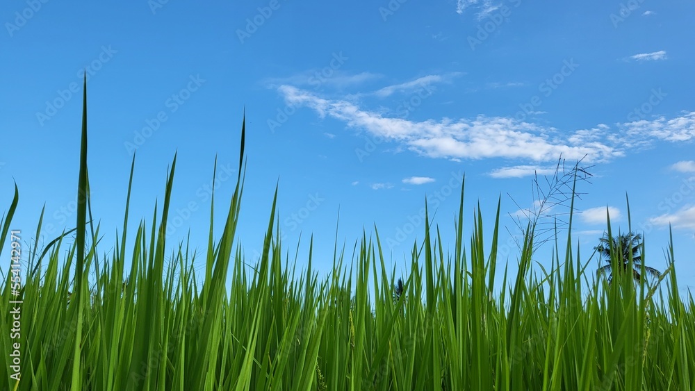 Fototapeta premium rice field and blue sky in the afternoon