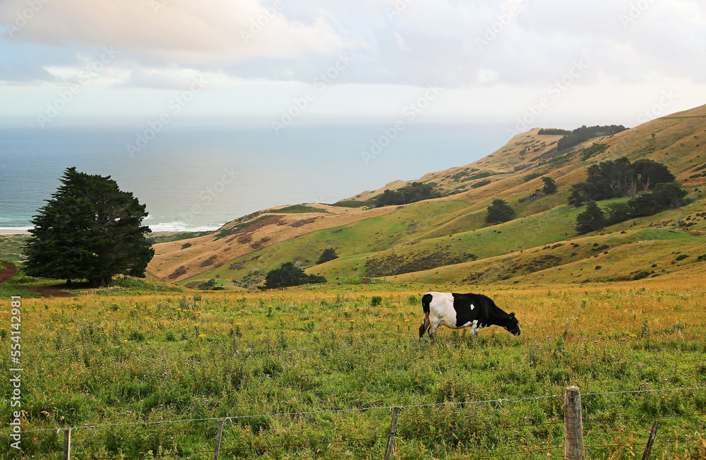 Cow and Pacific - New Zealand