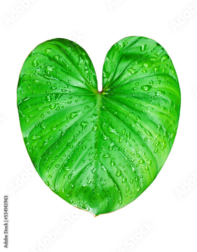 Philodendron green leaf water drops white background isolated closeup, Homalomena leaves, Caladium foliage, exotic tropical plant branch, araceae houseplant, natural design, heart shape floral patte
