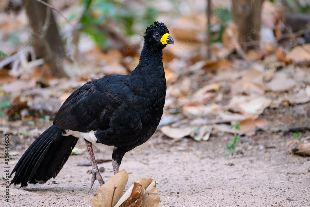 Male Bare-faced Curassow closeup portrait Male Bare-faced Curassow closeup portrait