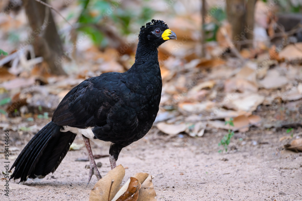 Male Bare-faced Curassow closeup portrait