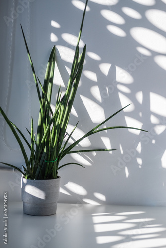 Sansevieria cylindrical against the background of the shadow pattern. 