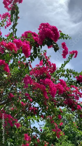 Wallpaper Mural bougainvillea flowers blooming in the park. Torontodigital.ca