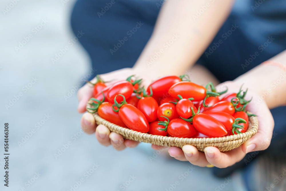 Fresh red cherry tomatoes in a basket on woman's hands. Fresh red cherry tomatoes in a basket on woman's hands.