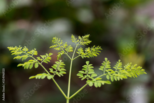 Moringa oleifera, Moringa leaves on tree, green leaves