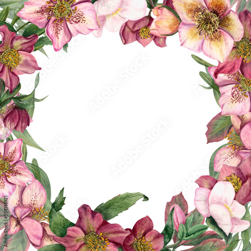 Fototapeta Naklejka Na Ścianę i Meble -  Square floral frame with watercolor hellebores isolated on white background. Botanical painting for greeting card design, invitation template, for Valentine day, birthday, wedding, mother day cards