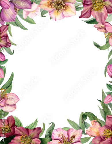 Vertical floral frame with watercolor hellebores isolated on white background. Botanical painting for postcard design  invitation template  for Valentine day  birthday  wedding  mother day cards