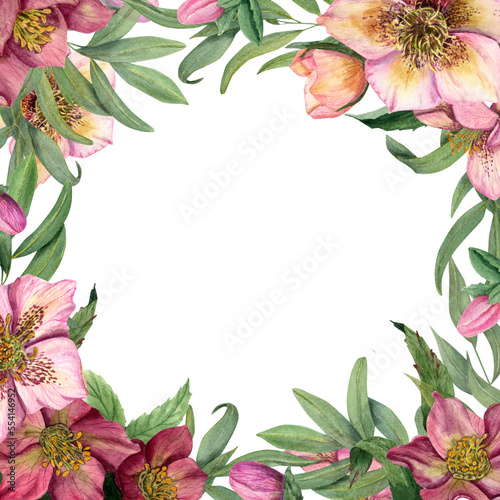 Square floral frame with watercolor hellebores isolated on white background. Botanical painting for greeting card design, invitation template, for Valentine day, birthday, wedding, mother day cards