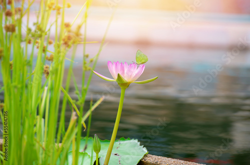 Pink lotus flower,Water Lily