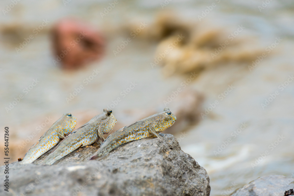Blue spotted mudskipper (Boleophthalmus boddarti) Blue spotted mudskipper (Boleophthalmus boddarti)