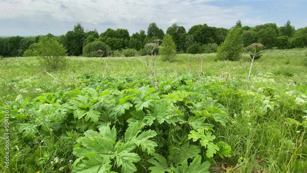 green fresh leaves and dry stems of hogweed, cow parsnip in the field. green fresh leaves and dry stems of hogweed, cow parsnip in the field.