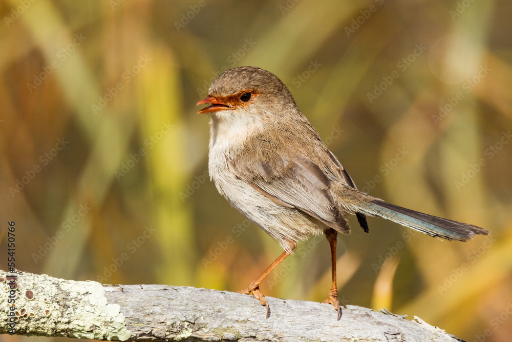 Superb Fairywren in Victoria Australia Superb Fairywren in Victoria Australia