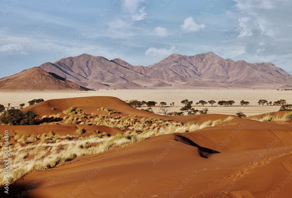 The red, windswept sand of Sossusvlei in the Namib Desert, Namibia, where vegetation has adapted to survive the harsh conditions. The large sand dune known as Big Daddy, is in the background.