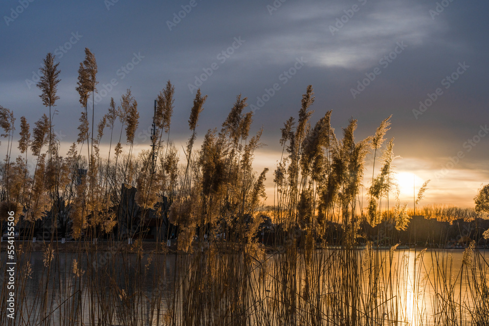 Reeds under the sunset in Beijing Chaoyang Park Reeds under the sunset in Beijing Chaoyang Park