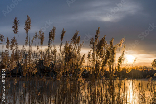 Reeds under the sunset in Beijing Chaoyang Park photo
