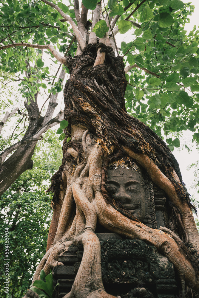 tree roots covering a buddhist face statue in Siem Reap, Cambodia tree roots covering a buddhist face statue in Siem Reap, Cambodia