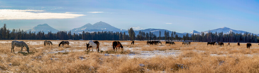 Panorama of Horses on a Ranch with the Cascade Mountains in the Background in Central Oregon