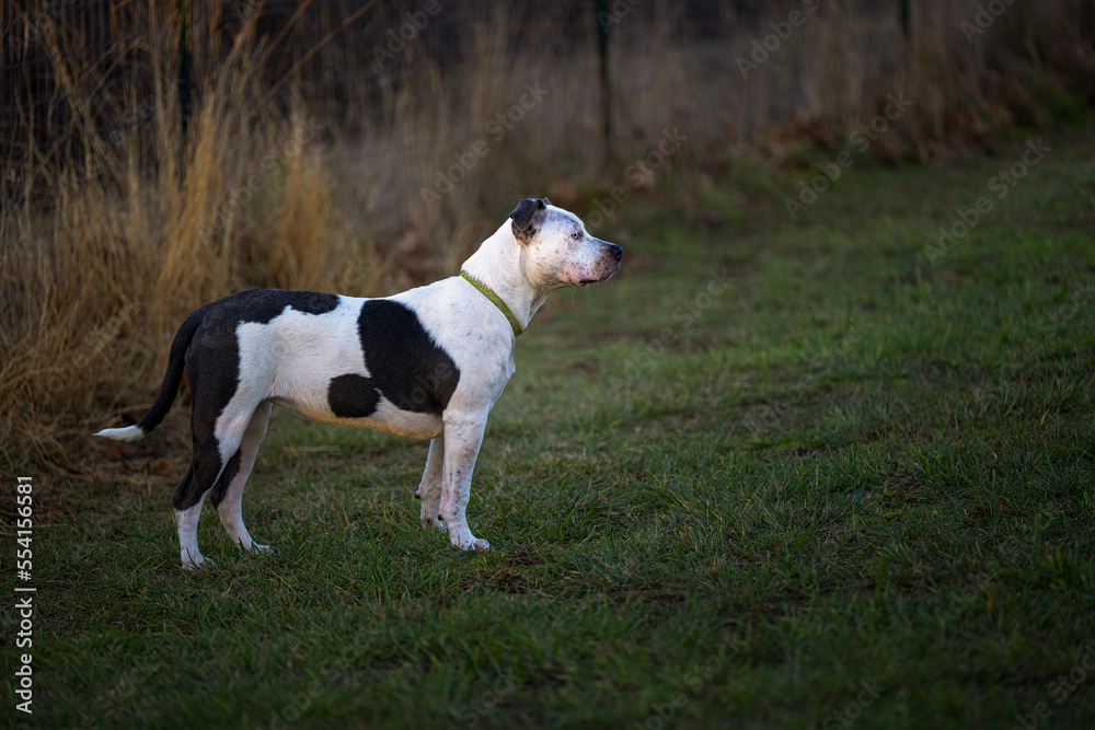 2022-12-15 A BLACK AND WHITE ONE EYED PIT BULL STANDING IN A FIELD AT THE HENRY HOLLOW DOG PARK ON CAMANO ISLAND