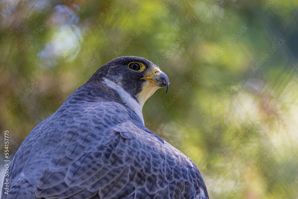 Peregrine Falcon Raptor Portrait With Open Wings Peregrine Falcon Raptor Portrait With Open Wings