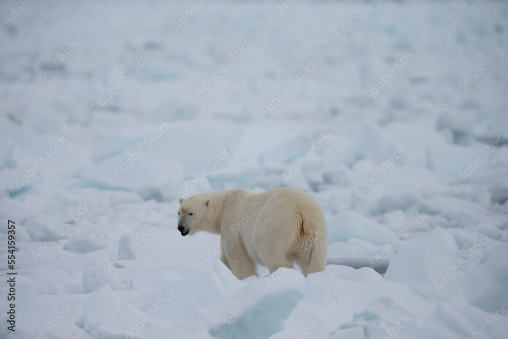 Polar Bear (Ursus maritimus) Spitsbergen North Ocean Polar Bear (Ursus maritimus) Spitsbergen North Ocean