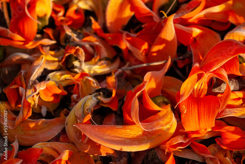 The blossoms of the Bengal kino plant (scientific name: Butea monosperm) that fall on the ground. photo